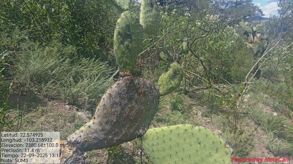Opuntia streptacantha; photograph (c) Humberto Gonzalez Salas, some rights reserved (CC BY)