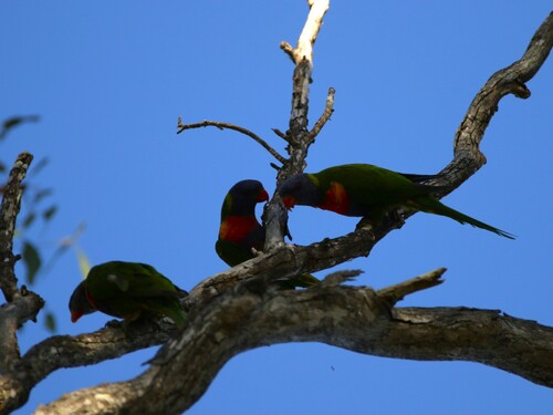 Rainbow Lorikeet