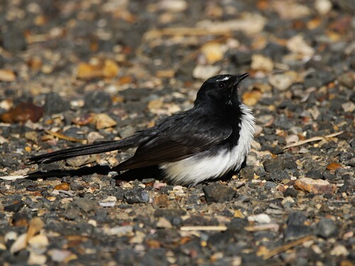 Willie Wagtail