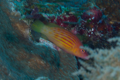 Pseudocheilinus octotaenia