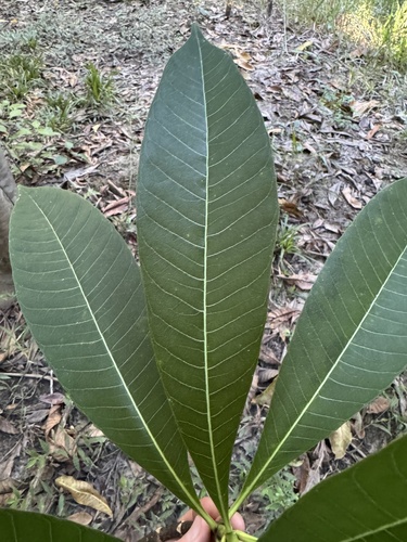 Alstonia spectabilis observed 2026-07-30