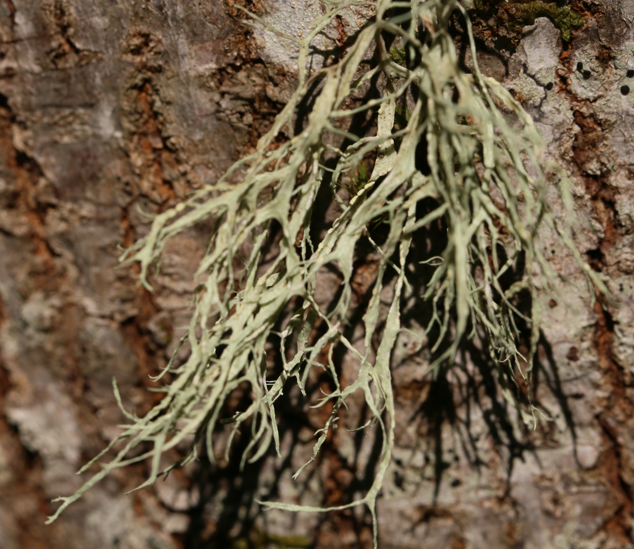 Ramalina farinacea image