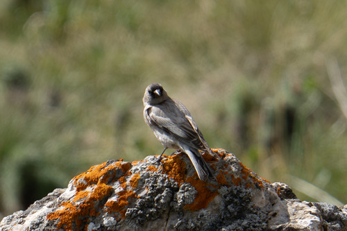 Brandt's Mountain Finch (Leucosticte brandti)