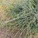Acacia oliveri