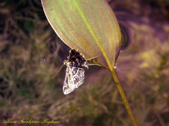 Diasemiopsis ramburialis