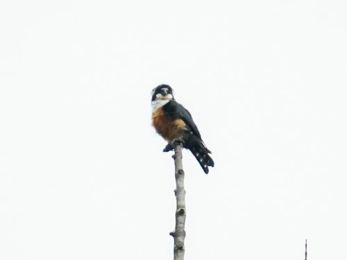 Black-thighed Falconet