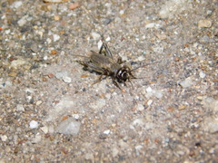 Modicogryllus