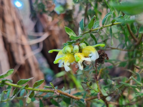 Mountain Grevillea