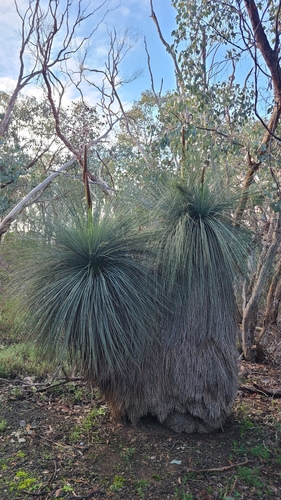 Xanthorrhoea glauca angustifolia