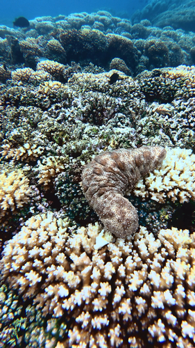Graeffe's Sea Cucumber