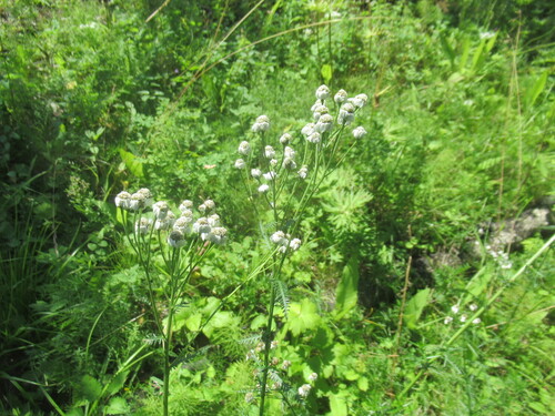 Achillea impatiens, photograph 3