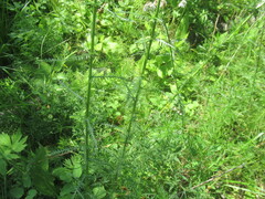author not stated, no rights reserved Achillea impatiens, photograph author not stated, no rights reserved
