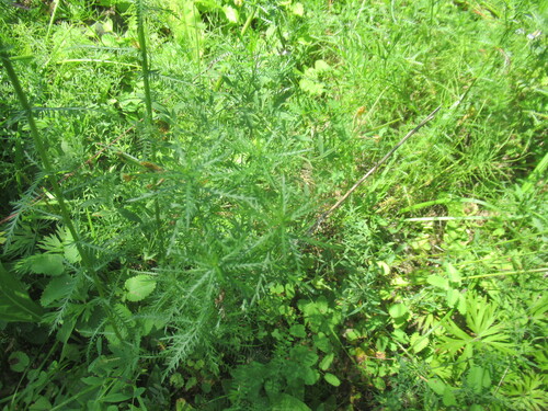 Achillea impatiens, photograph 5