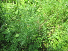 author not stated, no rights reserved Achillea impatiens, photograph author not stated, no rights reserved