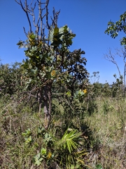 Vochysiaceae