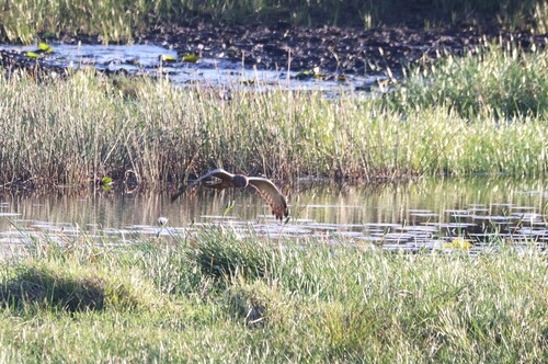 iNaturalist image