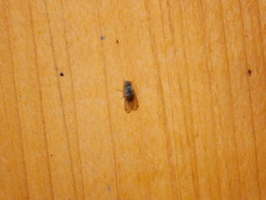 Gitona distigma