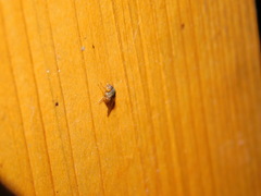 Gitona distigma