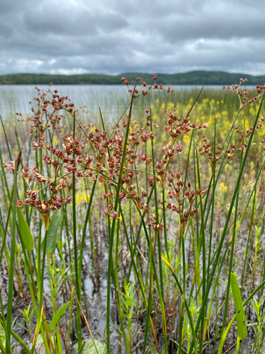 Juncus militaris, photograph 2