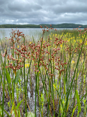 Juncus militaris, photograph (c) Quinten Wiegersma, some rights reserved (CC BY)