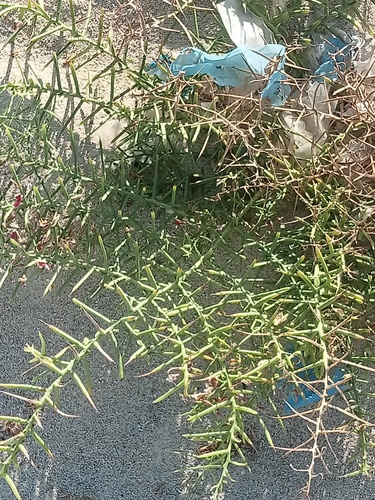 Camel's Thorn