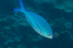 Caesio lunaris