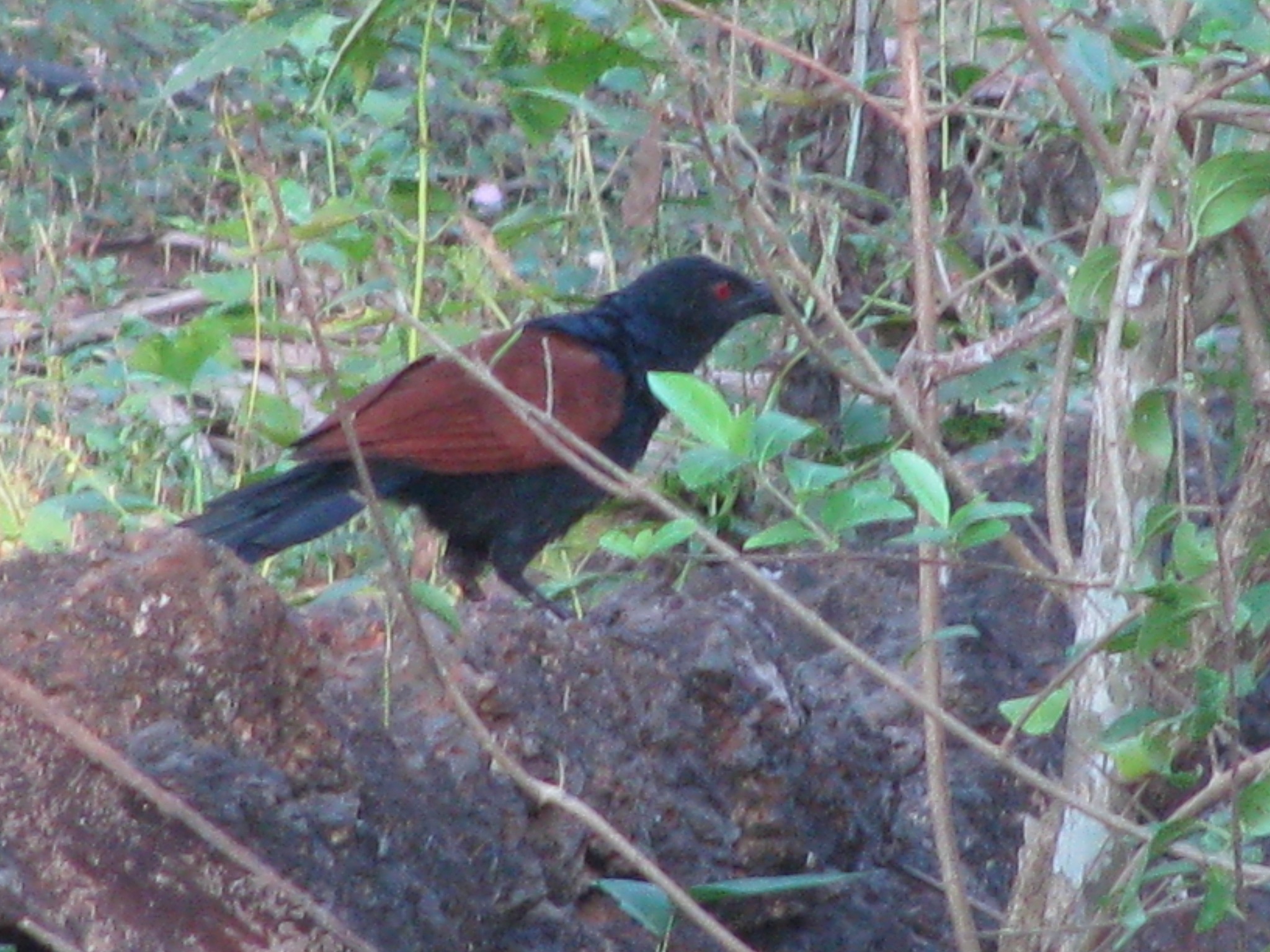 Greater Coucal