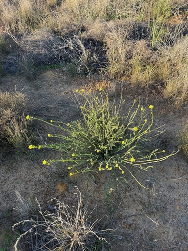 Glischrocaryon aureum, 2026-07-30