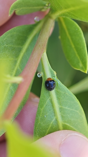 Parexochomus nigripennis photo 5