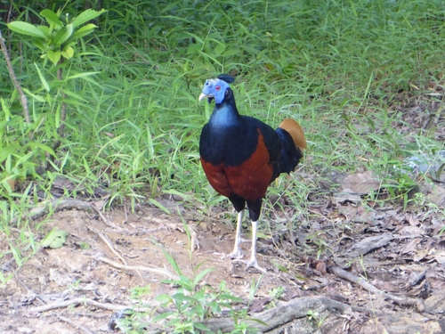 Bornean Crested Fireback (Lophura ignita), photo 5