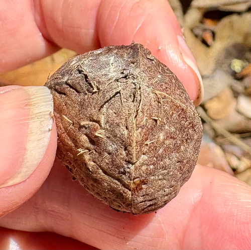 Elaeocarpus bancroftii observed 2026-07-30