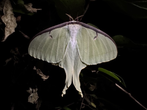 North American Luna Moth
