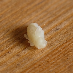 Otiorhynchus sulcatus