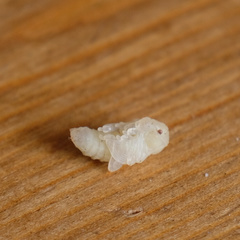 Otiorhynchus sulcatus