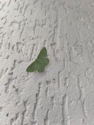 Large Emerald