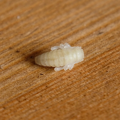 Otiorhynchus sulcatus