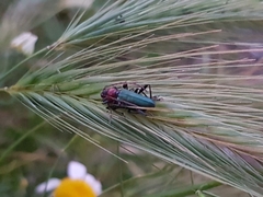 Cartallum ebulinum