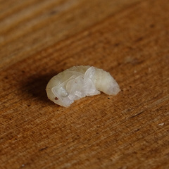 Otiorhynchus sulcatus