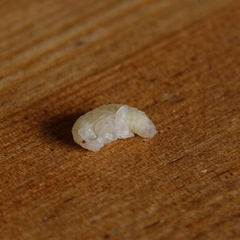 Otiorhynchus sulcatus