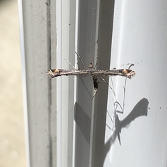 Anstenoptilia