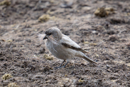 Brandt's Mountain Finch (Leucosticte brandti), photo 7