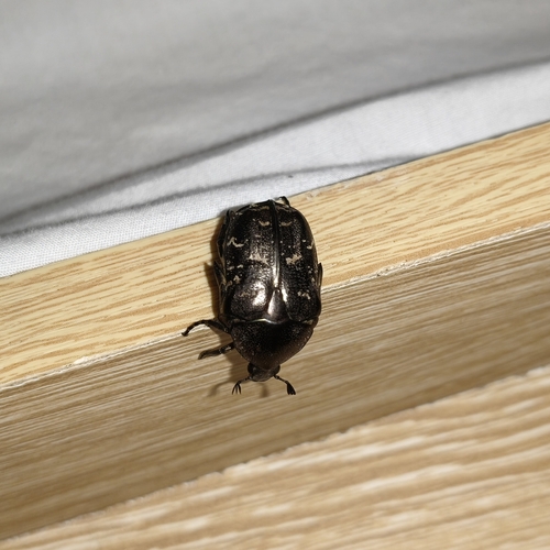 Protaetia brevitarsis