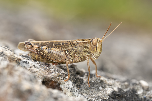 Caloptène italien