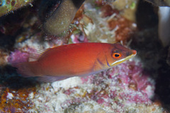 Pseudocheilinus evanidus