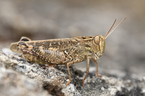 Italian locust, photo 2 of 7