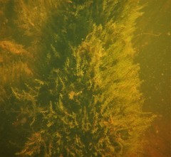 Fontinalis hypnoides