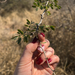 Acacia mellifera