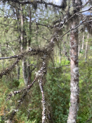 Pale-footed Horsehair Lichen