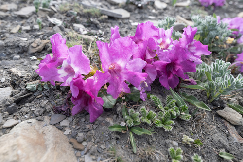 Incarvillea compacta, photograph 1