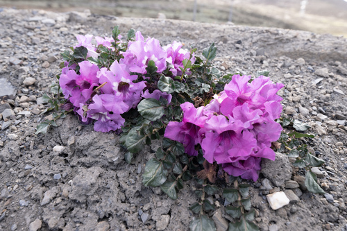Incarvillea compacta